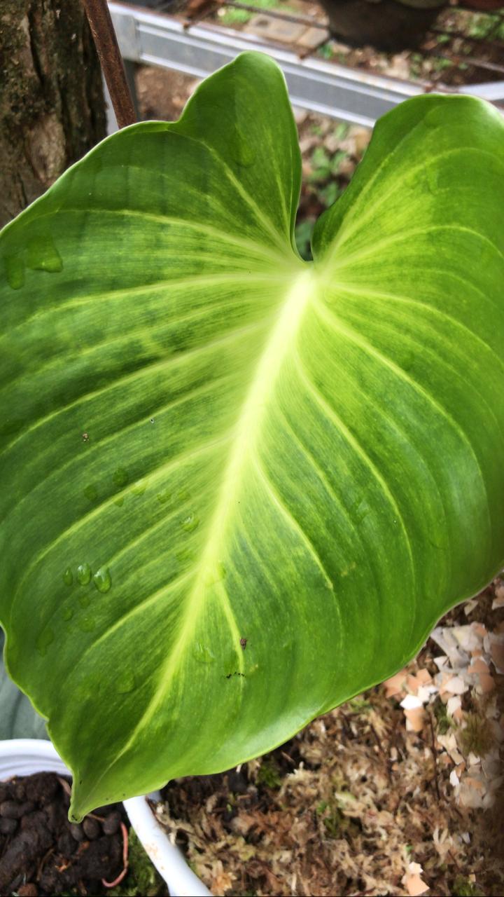 Homalomena Lindenii - Always Shipping Best Plant & Seed For You