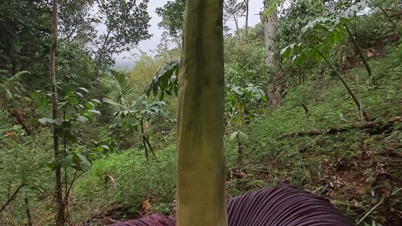 Amorphophallus Titanum