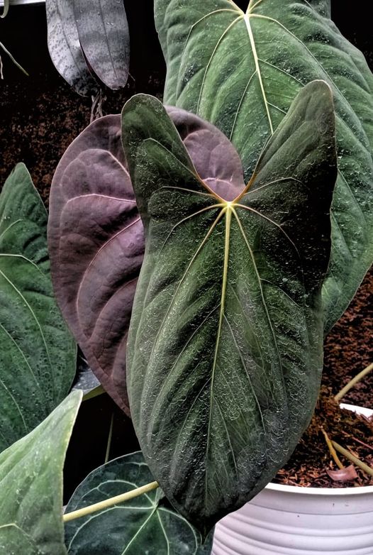 alocasia amazonica in water 6 Pack of 6-inch ALOCASIA AMAZONICA POLLY – Altman Specialty Plants main image 0